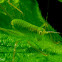 katydid