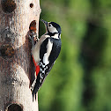 Great Spotted Woodpecker