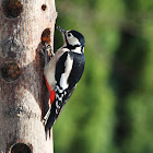 Great Spotted Woodpecker