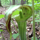 Jack-in-the-pulpit