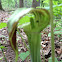 Jack-in-the-pulpit