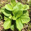 Eastern Skunk Cabbage