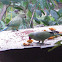 Alexandrine Parakeet