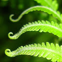 Fern