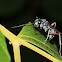 Emerald cockroach wasp