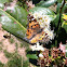 Painted Lady Butterfly