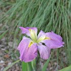 Louisiana Iris