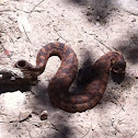 eastern hognose snake