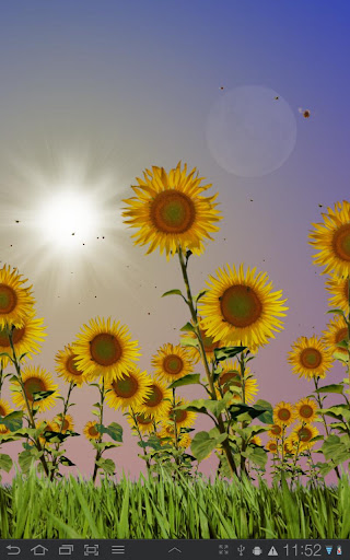 Sunflowers Live Wallpaper