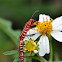Beetle
