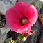Hollyhock
