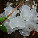 Snow Fungus