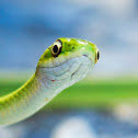 Rough Green Snake