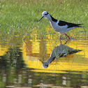 Black - necked stilt; tero real