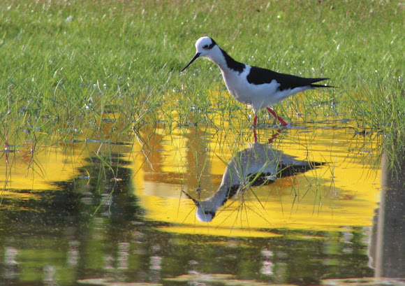 Spotting Image 1