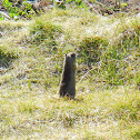Prairie dog
