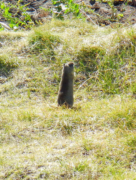 Spotting Image 1