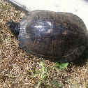 Red-eared slider
