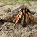 Hermit Crab