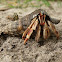 Hermit Crab