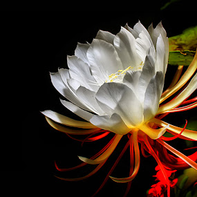 midnight flower by Roland Caranzo - Nature Up Close Flowers ( roland caranzo, nature photogrpahers, cebu photographers, caranzo digital )