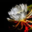 midnight flower by Roland Caranzo - Nature Up Close Flowers ( roland caranzo, nature photogrpahers, cebu photographers, caranzo digital )