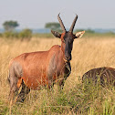 Topi