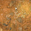 Northern Cat-Eyed Snake