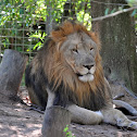 African Lion and Lioness
