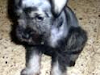 Vendo Hermosa Cachorra Schnauzer Standar