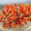 Ocotillo