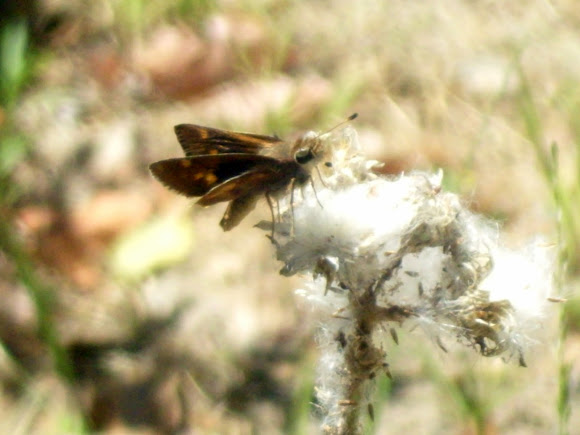 Spotting Image 1