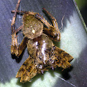 monkey spider