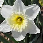 Ice Follies Narcissus