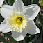 Ice Follies Narcissus