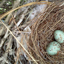 Mockingbird Eggs