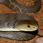 Rough-scaled Snake