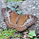 Malay Viscount