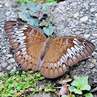 Malay Viscount