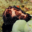 Davao Gulf Marine Life