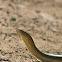 Slender Glass Lizard