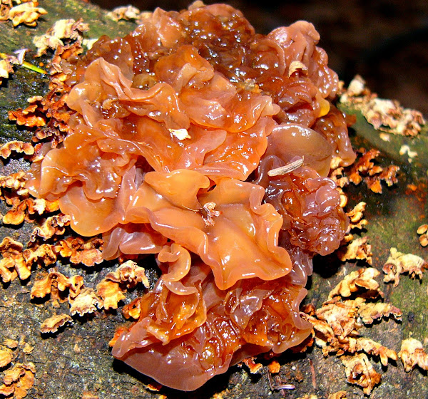 Jelly Leaf/Leafy Brain Project Noah