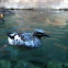 Pigeon Guillemot