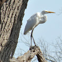 Great Egret