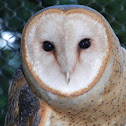 Barn Owl