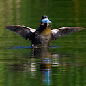 Ruddy Duck