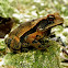 Giant toad