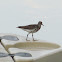 Spotted Sandpiper