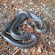 Prairie king snake