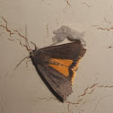 Moth